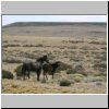 Wildpferde in der patagonischen Steppe zwischen Tres Lagos und dem Fluß Rio Chico