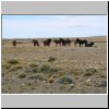 Wildpferde in der patagonischen Steppe zwischen Tres Lagos und dem Fluß Rio Chico