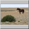 Wildpferde in der patagonischen Steppe zwischen Tres Lagos und dem Fluß Rio Chico