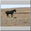 Wildpferde in der patagonischen Steppe zwischen Tres Lagos und dem Fluß Rio Chico