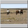 Wildpferde in der patagonischen Steppe zwischen Tres Lagos und dem Fluß Rio Chico