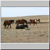 Wildpferde in der patagonischen Steppe zwischen Tres Lagos und dem Fluß Rio Chico