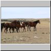 Wildpferde in der patagonischen Steppe zwischen Tres Lagos und dem Fluß Rio Chico