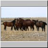 Wildpferde in der patagonischen Steppe zwischen Tres Lagos und dem Fluß Rio Chico