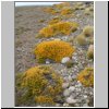 blühende Pflanzen in der patagonischen Steppe am Lago Cardiel