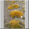 blühende Pflanzen in der patagonischen Steppe am Lago Cardiel