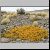 blühende Pflanzen in der patagonischen Steppe am Lago Cardiel