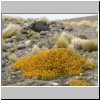 blühende Pflanzen in der patagonischen Steppe am Lago Cardiel