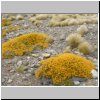 blühende Pflanzen in der patagonischen Steppe am Lago Cardiel
