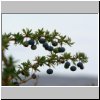 patagonische Steppe - Calafate-Beeren