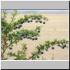 patagonische Steppe - Calafate-Beeren