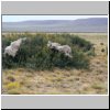 abgezogene Schaffelle auf einem Gebüsch am Rande einer Estancia in der patagonischen Steppe