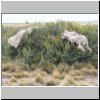 abgezogene Schaffelle auf einem Gebüsch am Rande einer Estancia in der patagonischen Steppe