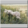 abgezogene Schaffelle auf einem Gebüsch am Rande einer Estancia in der patagonischen Steppe