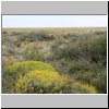 Vegetation in der patagonischen Steppe nördlich von Perito Moreno