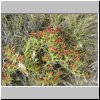 Patagonien - typische blühende Steppenpflanzen