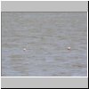Patagonien - Flamingos in einem Salzsee an der Route Nr. 55 unweit der chilenischen Grenze
