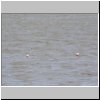 Patagonien - Flamingos in einem Salzsee an der Route Nr. 55 unweit der chilenischen Grenze