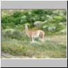 unterwegs durch den Torres del Paine NP - ein Guanaco