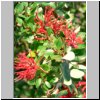 Torres del Paine NP - blühender Feuerbusch (embothrium coccineum)