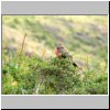 Torres del Paine - ein Vogel