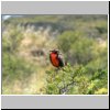 Torres del Paine - ein Vogel