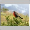 Torres del Paine - ein Vogel