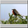 Torres del Paine - ein Vogel