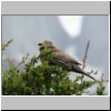 Torres del Paine - ein Vogel