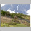 Torres del Paine - ein Andenhirsch (Huemules)