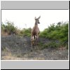 Torres del Paine - ein Andenhirsch (Huemules)