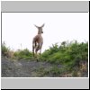 Torres del Paine - ein Andenhirsch (Huemules)