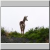 Torres del Paine - ein Andenhirsch (Huemules)