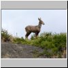 Torres del Paine - ein Andenhirsch (Huemules)