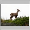 Torres del Paine - ein Andenhirsch (Huemules)