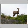 Torres del Paine - ein Andenhirsch (Huemules)