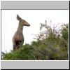 Torres del Paine - ein Andenhirsch (Huemules)