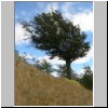 Torres del Paine - Baum