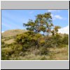 Torres del Paine - Baum