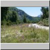 unterwegs auf der Carretera Austral zwischen Puerto Aisen und Puyuhuapi, eine Wiese mit blühendem Fingerhut