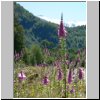 unterwegs auf der Carretera Austral zwischen Puerto Aisen und Puyuhuapi, eine Wiese mit blühendem Fingerhut