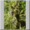 unterwegs auf der Carretera Austral zwischen Puerto Aisen und Puyuhuapi - NP Queulat, Wanderung auf einem Pfad durch den Regenwald, Riesenbäume