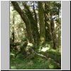 unterwegs auf der Carretera Austral zwischen Puerto Aisen und Puyuhuapi - NP Queulat, Wanderung auf einem Pfad durch den Regenwald, tropische Vegetation