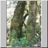 unterwegs auf der Carretera Austral zwischen Puerto Aisen und Puyuhuapi - NP Queulat, Wanderung auf einem Pfad durch den Regenwald, tropische Vegetation und rote Blüten