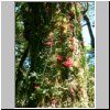 unterwegs auf der Carretera Austral zwischen Puerto Aisen und Puyuhuapi - NP Queulat, Wanderung auf einem Pfad durch den Regenwald, rote Blüten