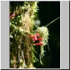 unterwegs auf der Carretera Austral zwischen Puerto Aisen und Puyuhuapi - NP Queulat, Wanderung auf einem Pfad durch den Regenwald, rote Blüten