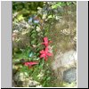 unterwegs auf der Carretera Austral zwischen Puerto Aisen und Puyuhuapi - NP Queulat, Wanderung auf einem Pfad durch den Regenwald, rote Blüten
