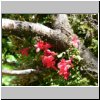 unterwegs auf der Carretera Austral zwischen Puerto Aisen und Puyuhuapi - NP Queulat, Wanderung auf einem Pfad durch den Regenwald, rote Blüten