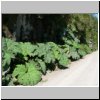 unterwegs auf der Carretera Austral bei Puyuhuapi, typische Vegetation