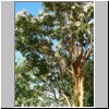 Puyuhuapi - Pflanzen (blühender Eukalyptus?)